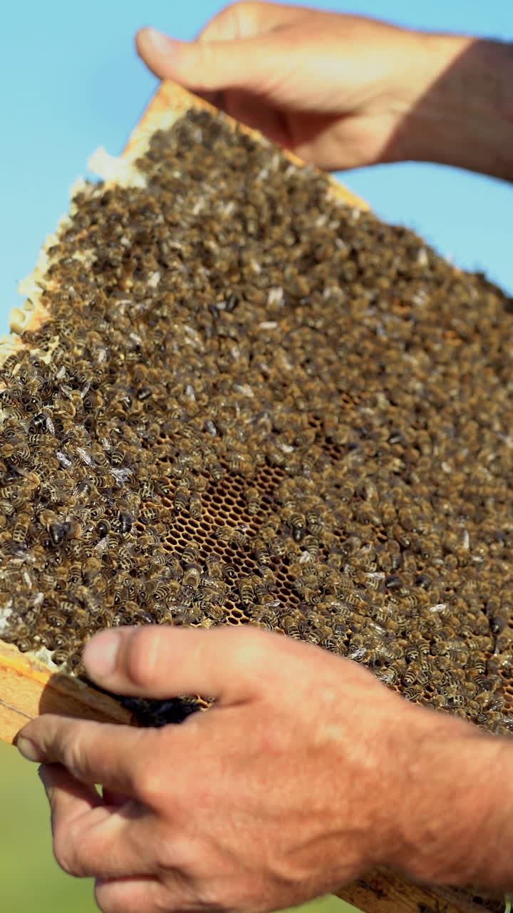 hand of man neatly holds a wooden frame with honeycomb on the background of the yard in the summer. Vertical video