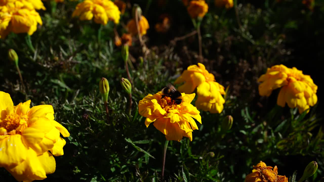 Un'ape si posa su un fiore di calendula giallo fiorito ad Albert Park, Auckland. Filmato macro dettagliato sulla natura che cattura il comportamento di impollinazione e i vivaci colori del giardino in un parco urbano