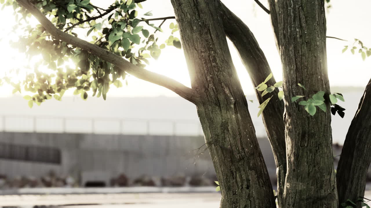 도시 환경에서 나무 줄기