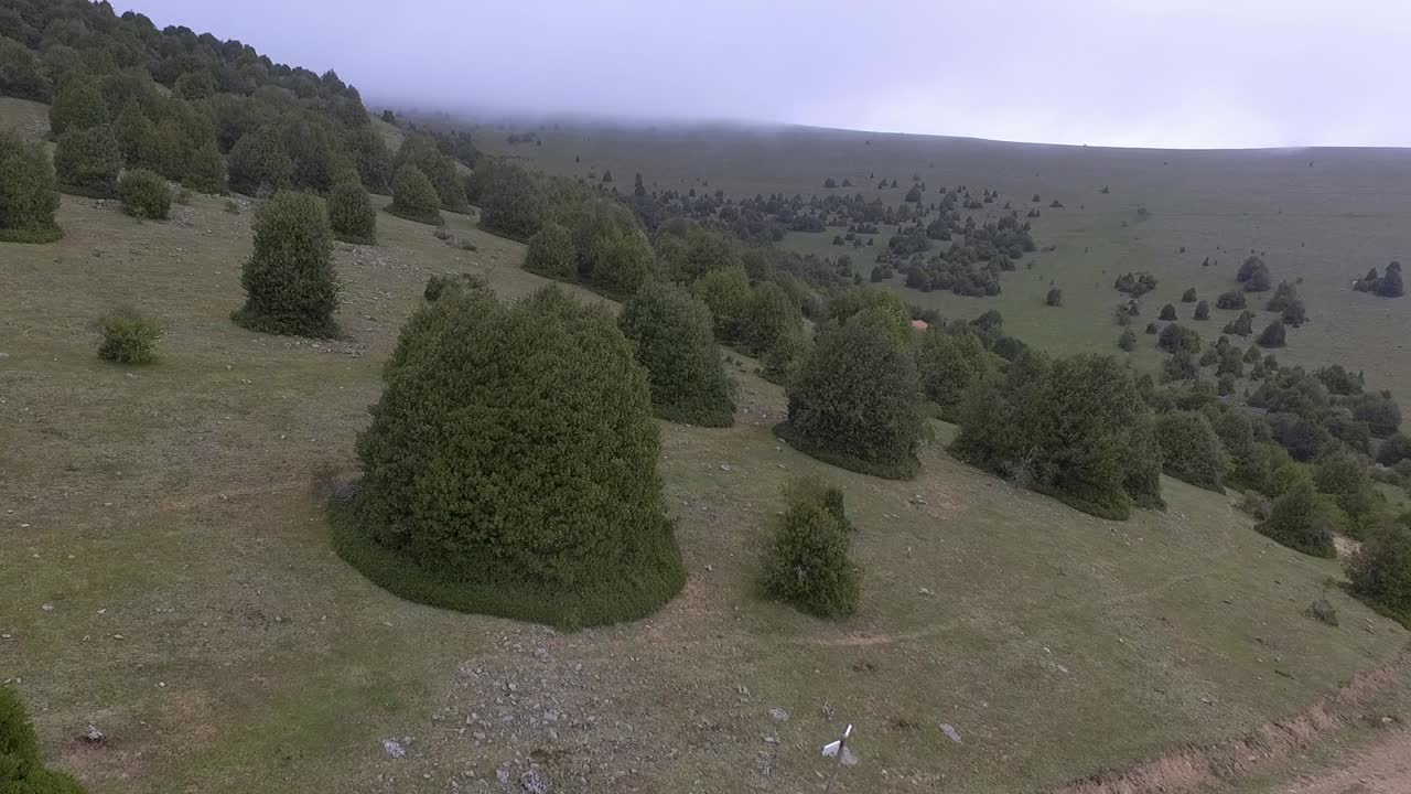 vía entre los acebos en el bosque de acebos de garagüeta en españa, toma aérea