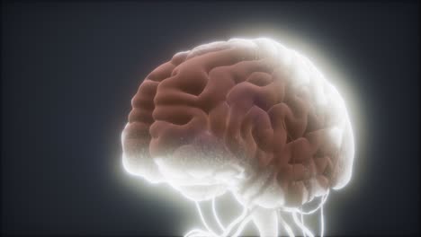 modelo animado del cerebro humano