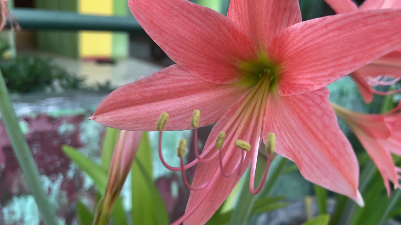 Primo piano di un fiore di Amaryllis rosa vivace in piena fioritura