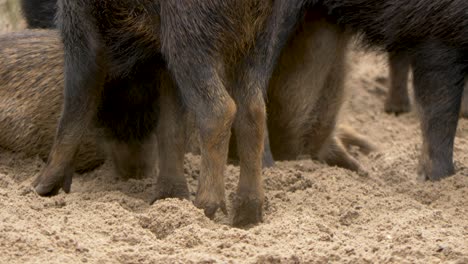 Close-up-of-a-large-group-of-Peccaries-in-South-America