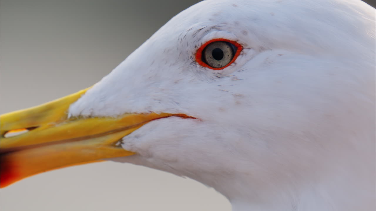 Close up of a seagull on a blurred background