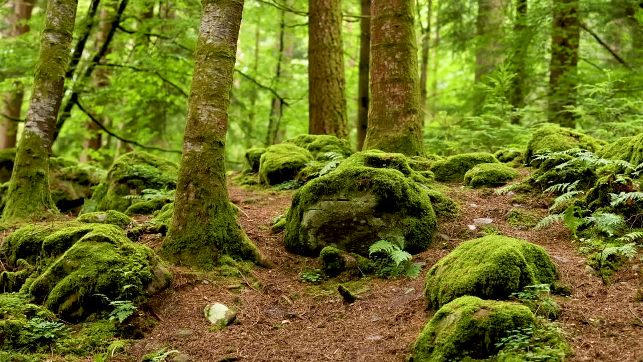 bosque verde exuberante con rocas cubiertas de musgo