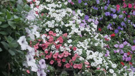 Flores-Agradables-Girando-En-El-Jardín-Milagroso-De-Dubai
