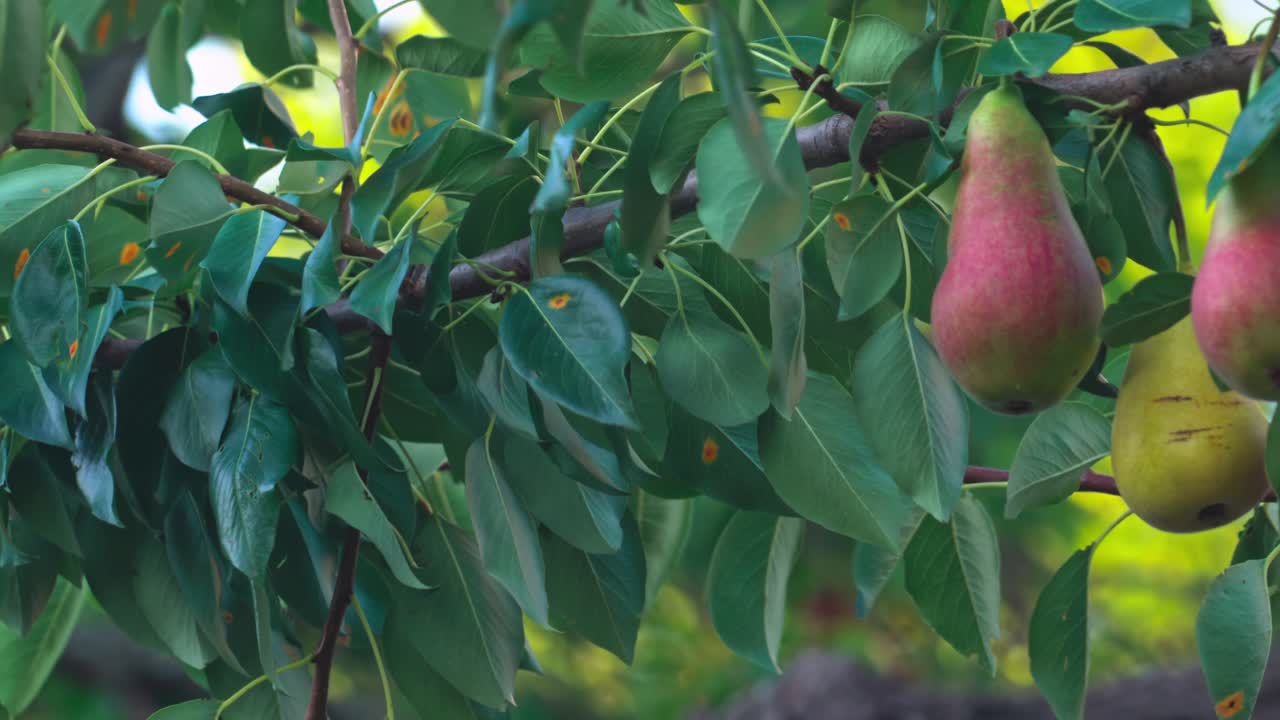 Pears hanging on branches in an orchard during late summer season