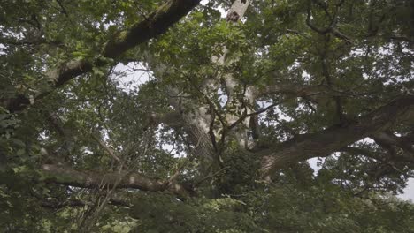 beautiful canopy of green trees - north downs nature reserve in england - low angle shot