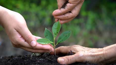 People hands take care of young plant tree sprout.