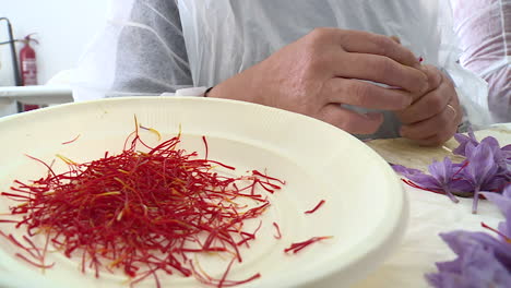 saffron harvesting and processing