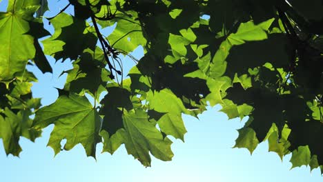 green maple leaves waving slowly and calmly in a wind