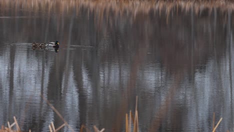 Un-Par-De-Patos-Flotan-En-Un-Estanque-De-Invierno-En-Un-Paraíso-Nostálgico-De-Caza-De-Alas