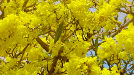 maravilloso paisaje de flores de un árbol kibrahacha en un día soleado en curacao - toma estable