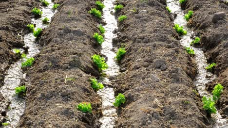 the field where various lettuces are grown is im watered by irrigation system. agriculture concept