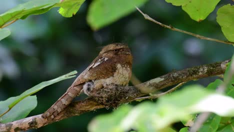 The-Javan-Frogmouth-or-Horsfield's-Frogmouth-is-found-in-Thailand-and-other-Asian-countries