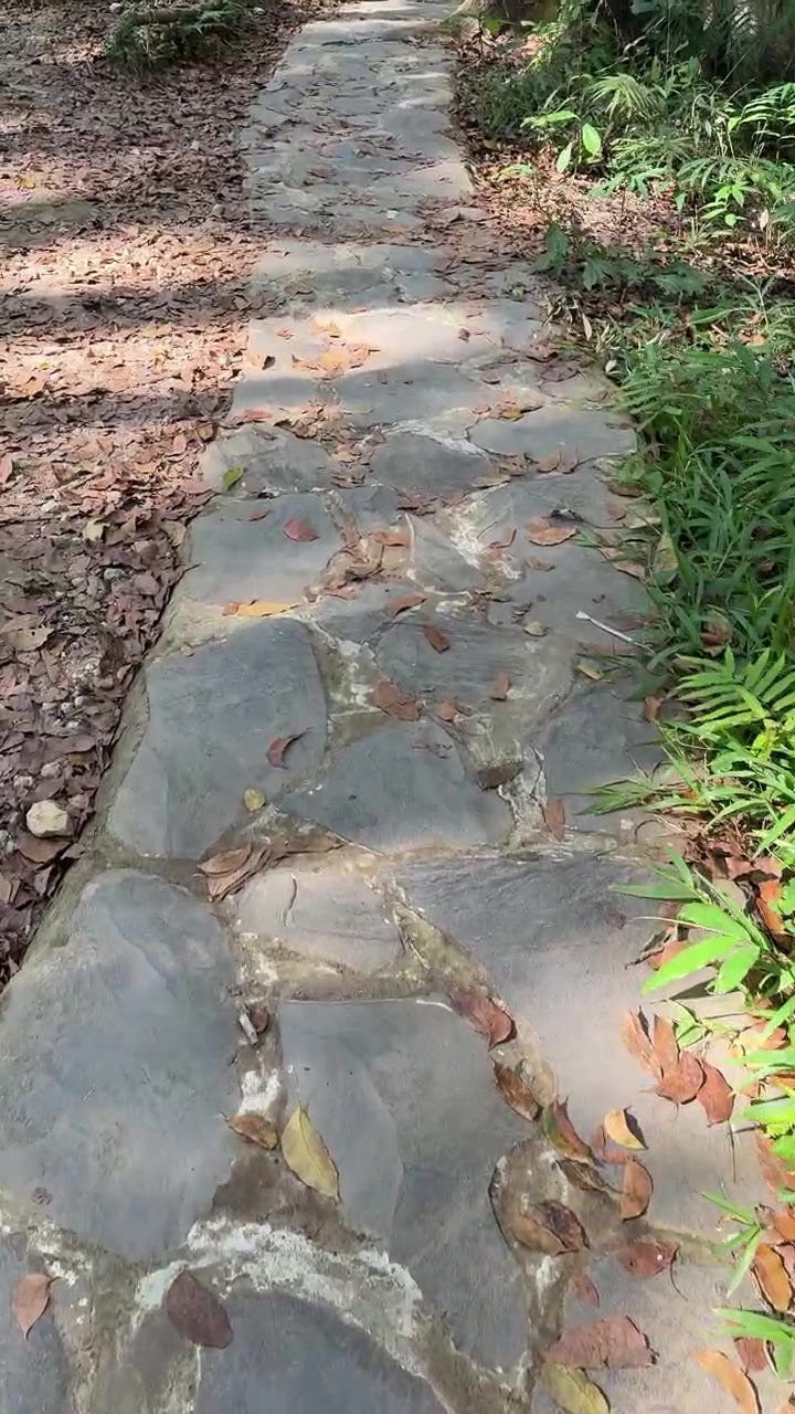 Walking Along a Stone Path in a Lush Forest