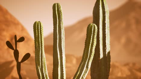 Atardecer-En-El-Desierto-De-Arizona-Con-Cactus-Saguaro-Gigante