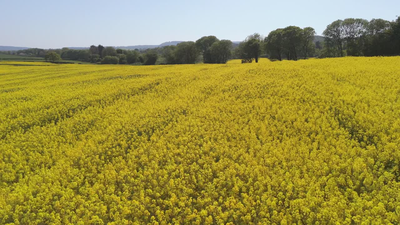 Aerial drone view of vibrant yellow rapeseed crops and the sea on a sunny day