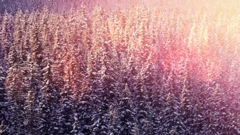 Animación-De-Puntos-De-Luz-Brillantes-Sobre-Abetos-En-Un-Paisaje-Rural-Invernal