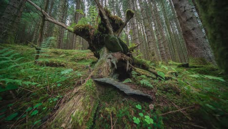 Suelo-Del-Bosque-Cubierto-De-Musgo-Y-Troncos-De-árboles-En-Descomposición-En-El-Bosque-Encantado