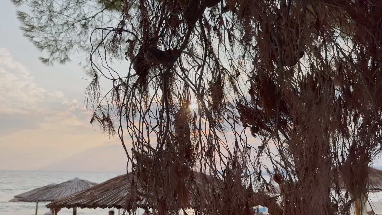 playas limpias con bandera azul de la península de halkidiki, grecia