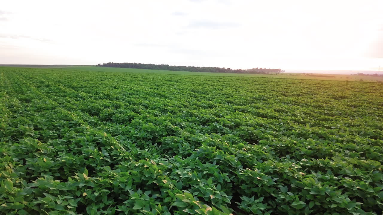plantación de soja temprano en la mañana