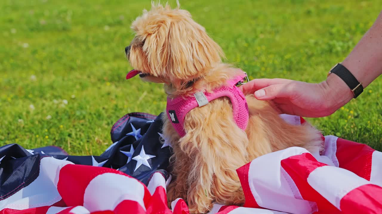 Fluffy Maltipoo in pink harness enjoys soft petting on American flag in sunlight