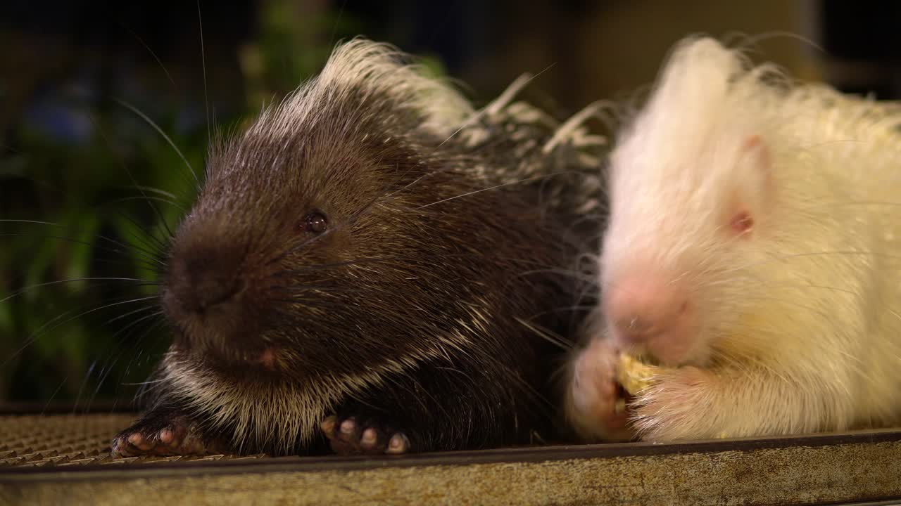 태국 치앙마이에서 함께 먹는 고슴도치