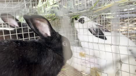 close-up of black rabbit in cage. handheld shot