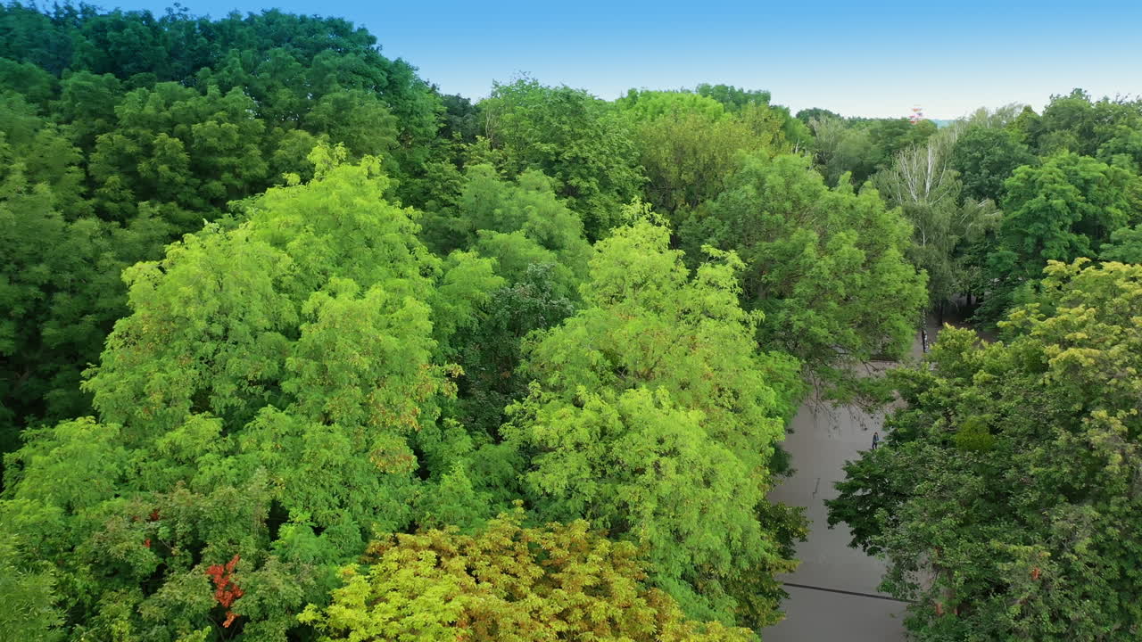Flight above the tops of green trees of the urban park. Vast cityscape at backdrop. Top view.