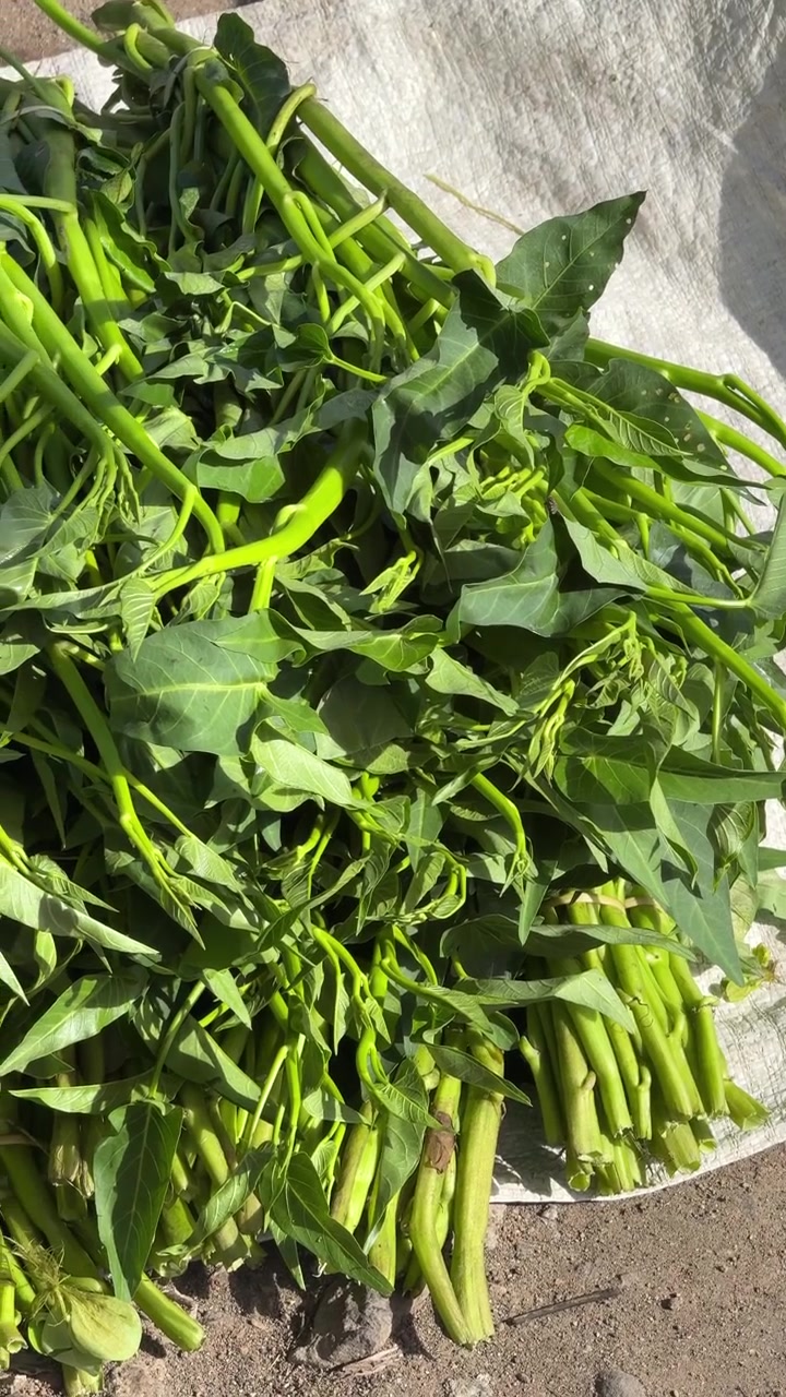Fresh Green Water Spinach Harvested on a White Cloth