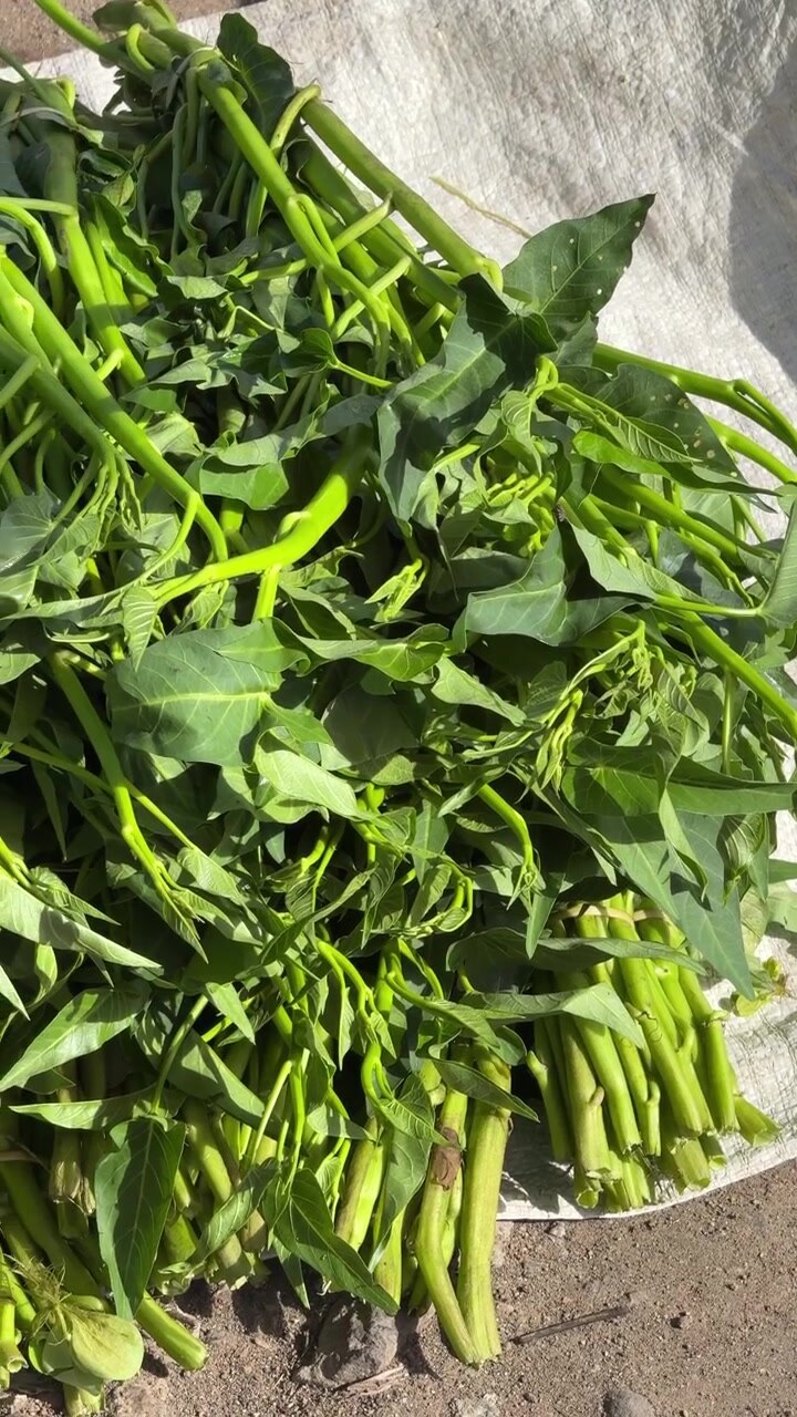 Fresh Green Water Spinach Harvested on a White Cloth