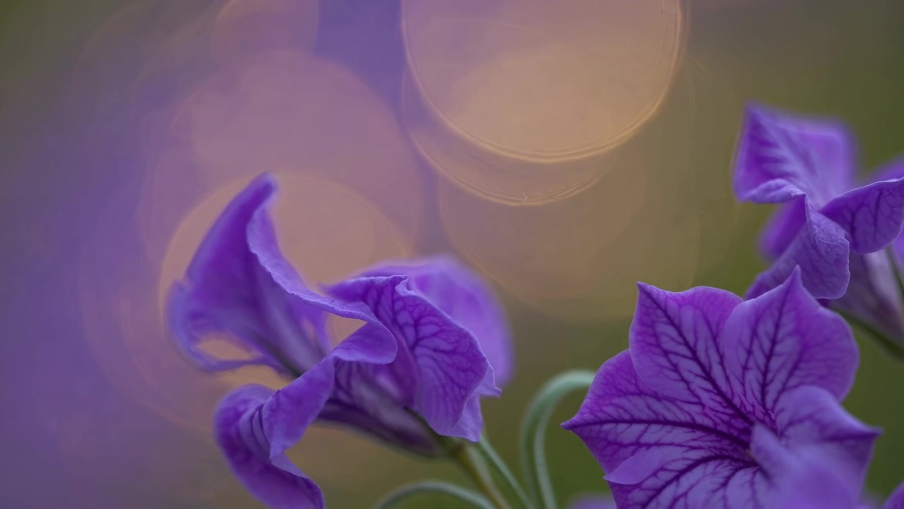Primo piano di vivaci fiori di petunia viola con sfondo sfocato effetto bokeh