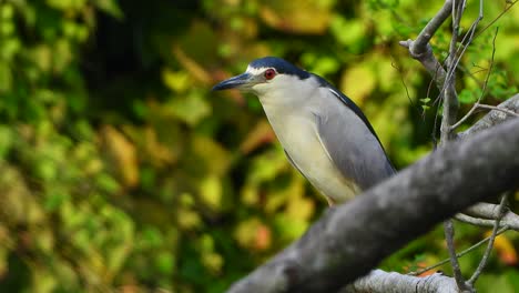 Black-crowned-night-heron-in-tree-.