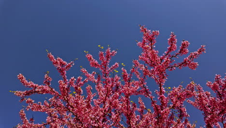 Birds fly among blooming cherry blossom tree