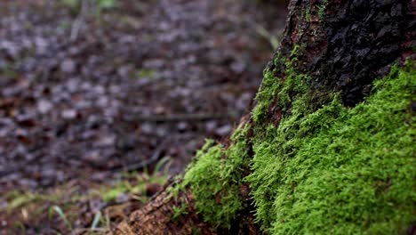 person walking past a tree root in the forest on a wet and rainy day