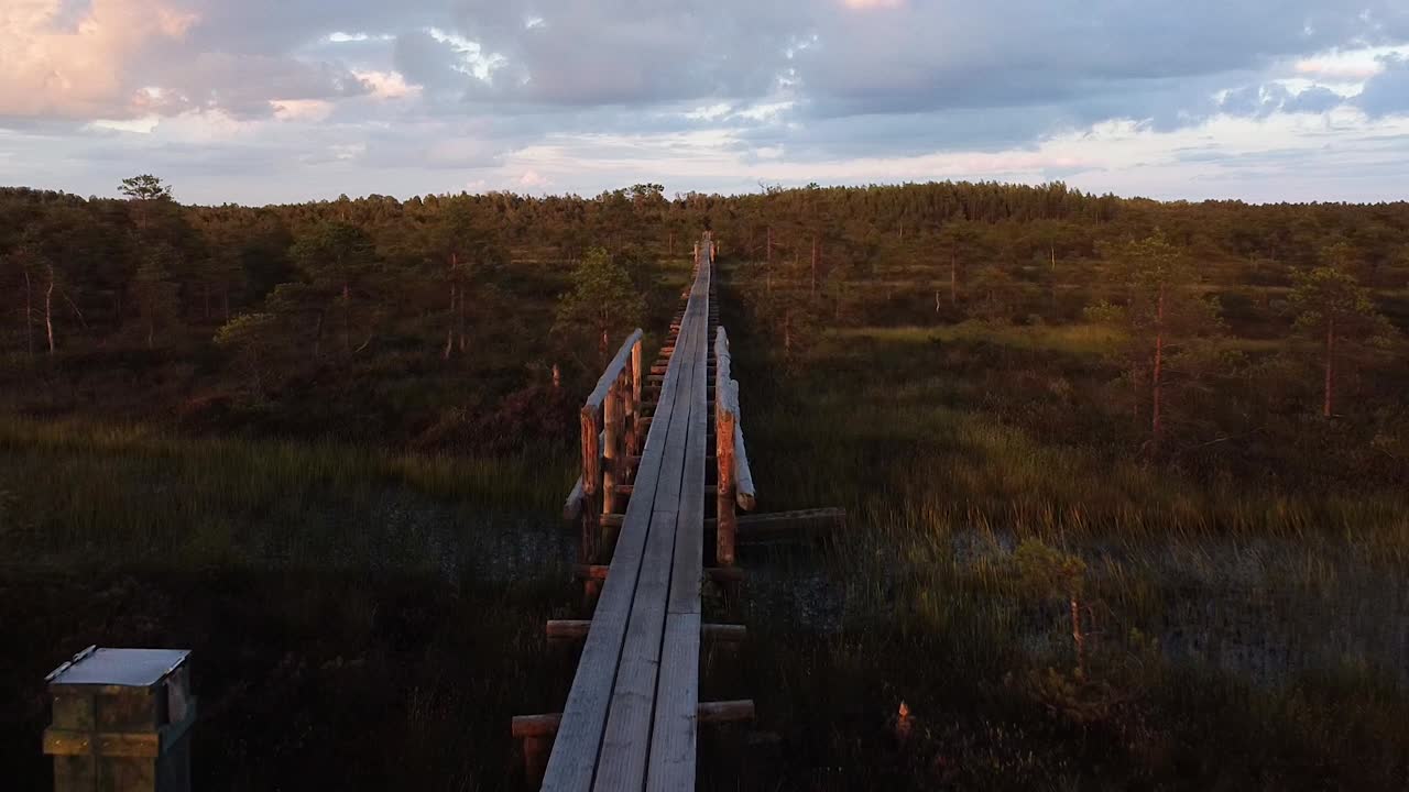volando o caminando por el sendero de madera en männikjärve bog en estonia durante la hora dorada del atardecer