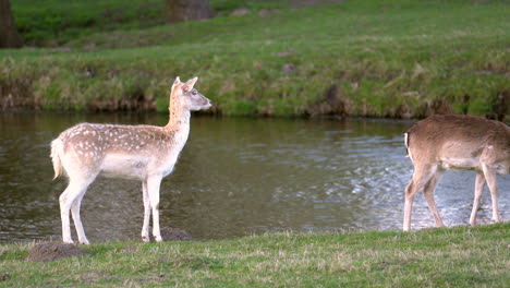 fallow deer staring and looking away near the river in the woods