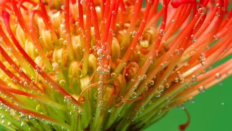 close-up of a pincushion protea flower with bubbles