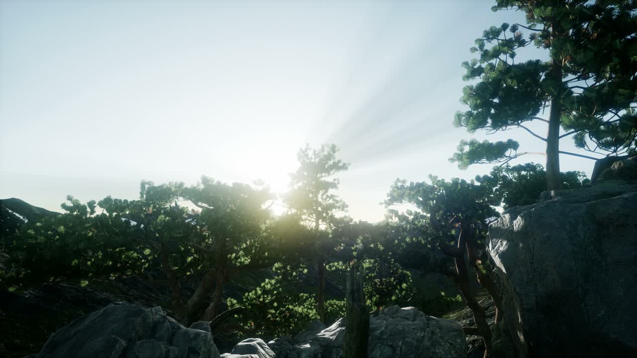 나무들을 가로지르는  ⁇ 빛