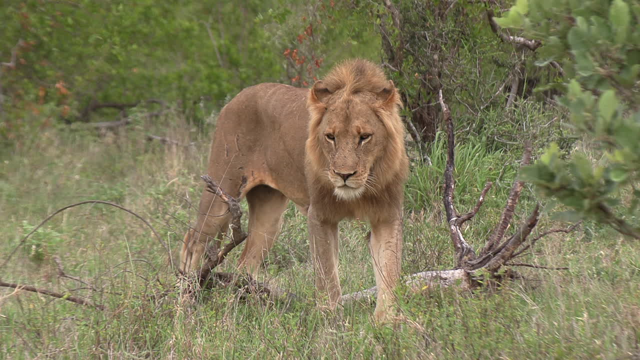 Majestátní lev kráčí zelenou savanou v Krugerově parku.