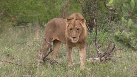 majestic male lion strides through green savanna in kruger park