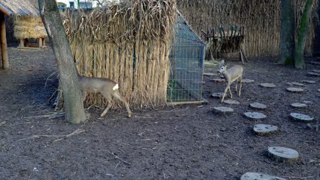 young roe deers in captivity roaming around their habitat