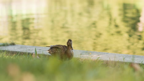 ente im park