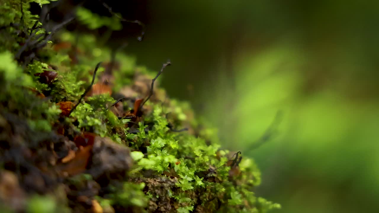 primer plano de musgo y hojas en la selva tropical