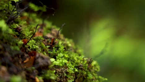 close-up of moss and leaves in rainforest