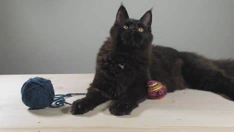 Relaxed-black-maine-coon-cat-with-toys-getting-alerted-and-standing-up