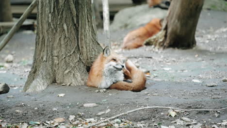 japanese red fox lying under the tree scratches his body at zao fox village in miyagi prefecture