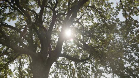 tree branches with streaming sunlight. low angle shot