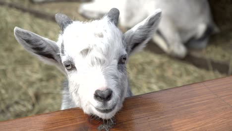 goat. a white goat lies on the hay